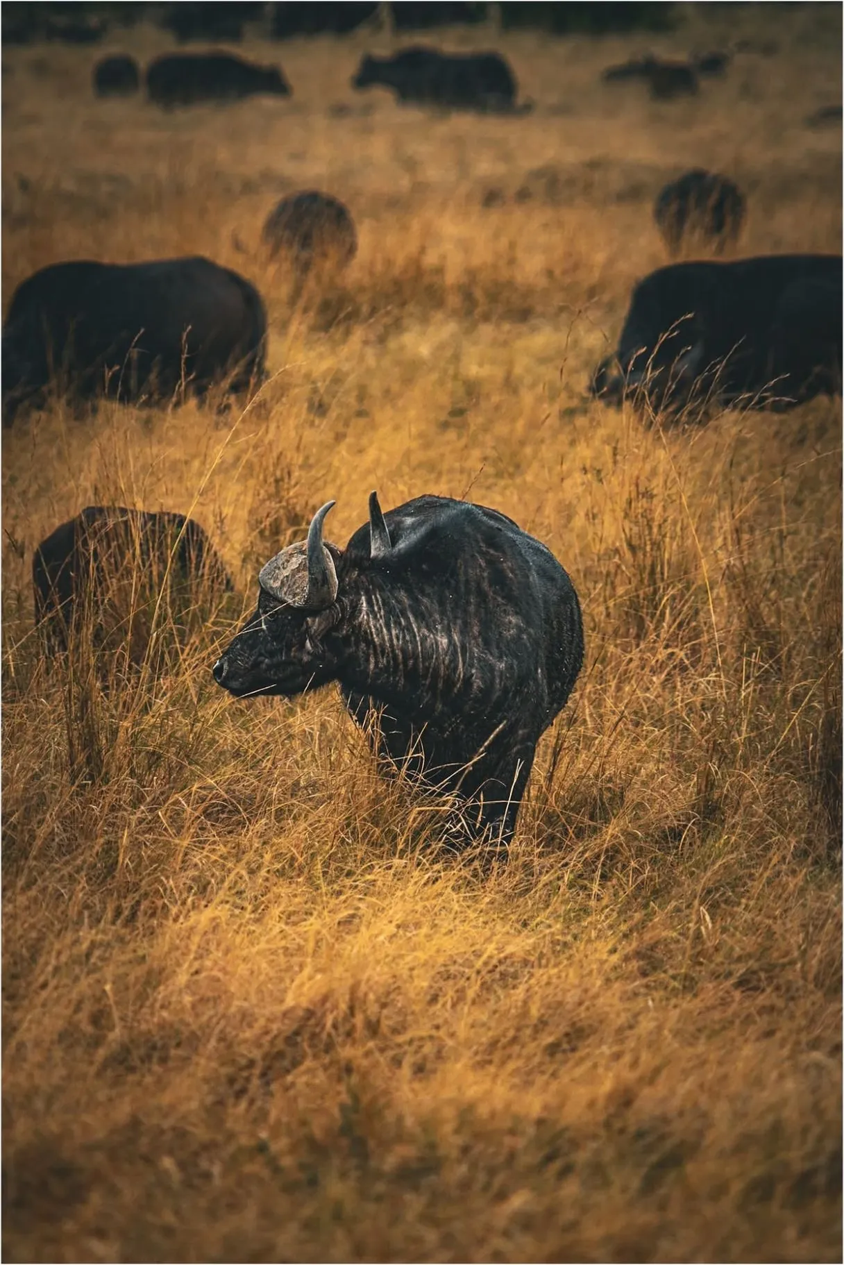 A Cape buffalo standing in tall golden grass, the herd grazing behind it