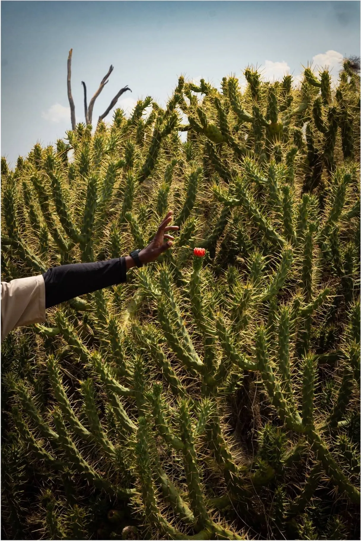A hand reaching towards a single red flower on a tall, spiny cactus