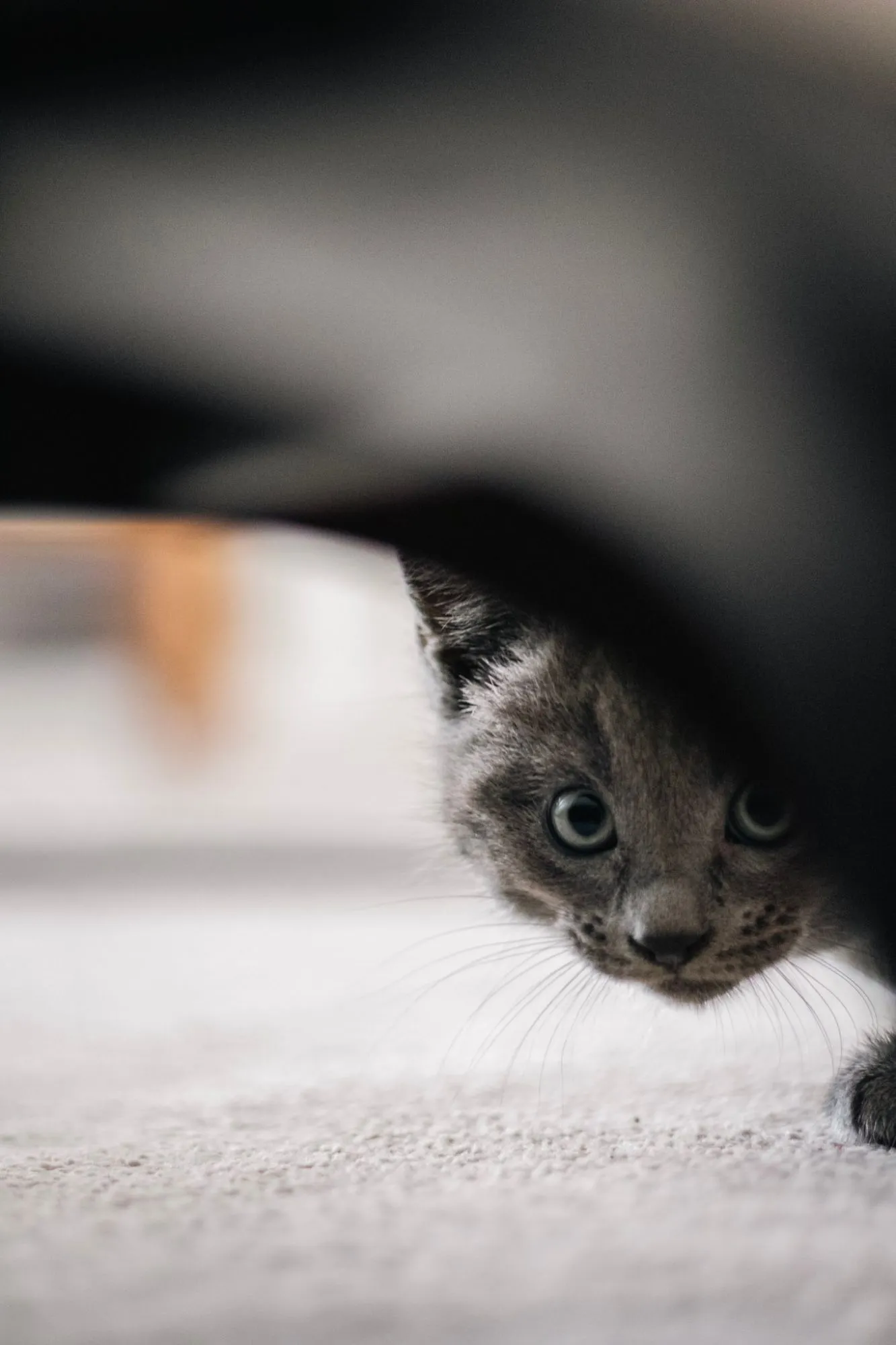 A grey kitten peering out from under a sofa, eyes wide