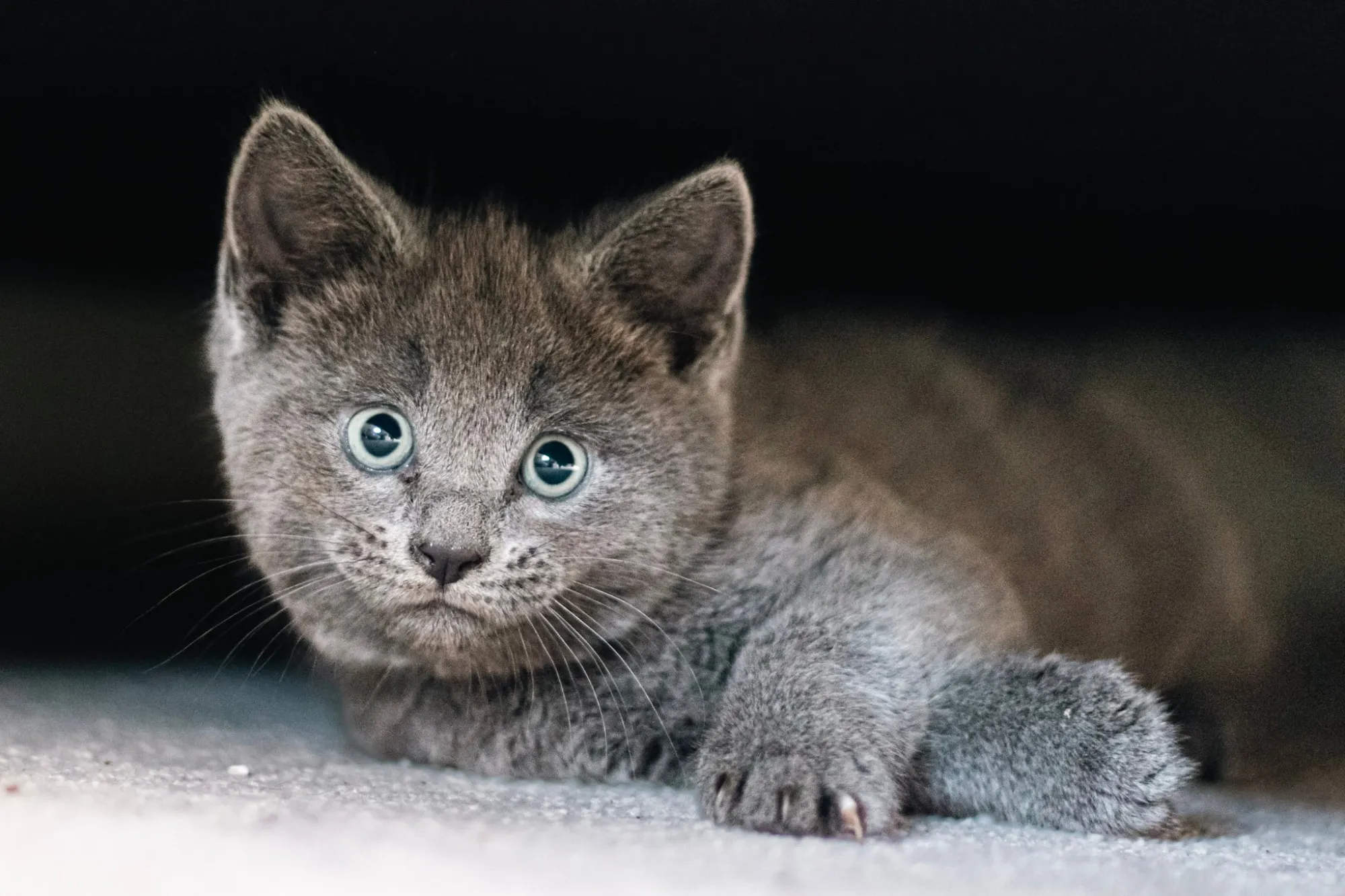 A grey kitten lying low with its paws forward and its eyes wide, against a dark background
