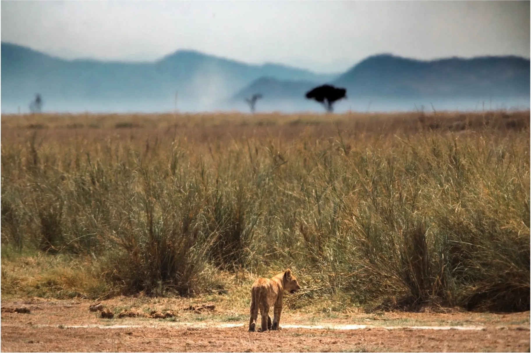 A lion cub from behind, walking towards tall grass, with hazy mountains and a lone acacia beyond